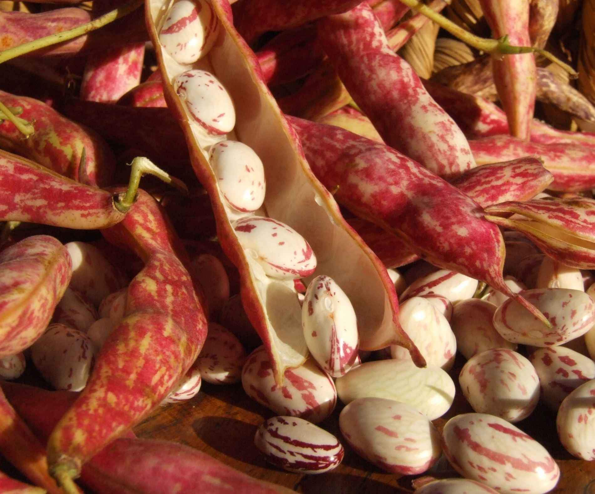 Fagiolo-di-Lamon-della-Vallata-Bellunese-I.G.P._122