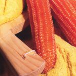 Farina-di-mais-sponcio_120