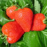 Fragola-delle-Dolomiti_130