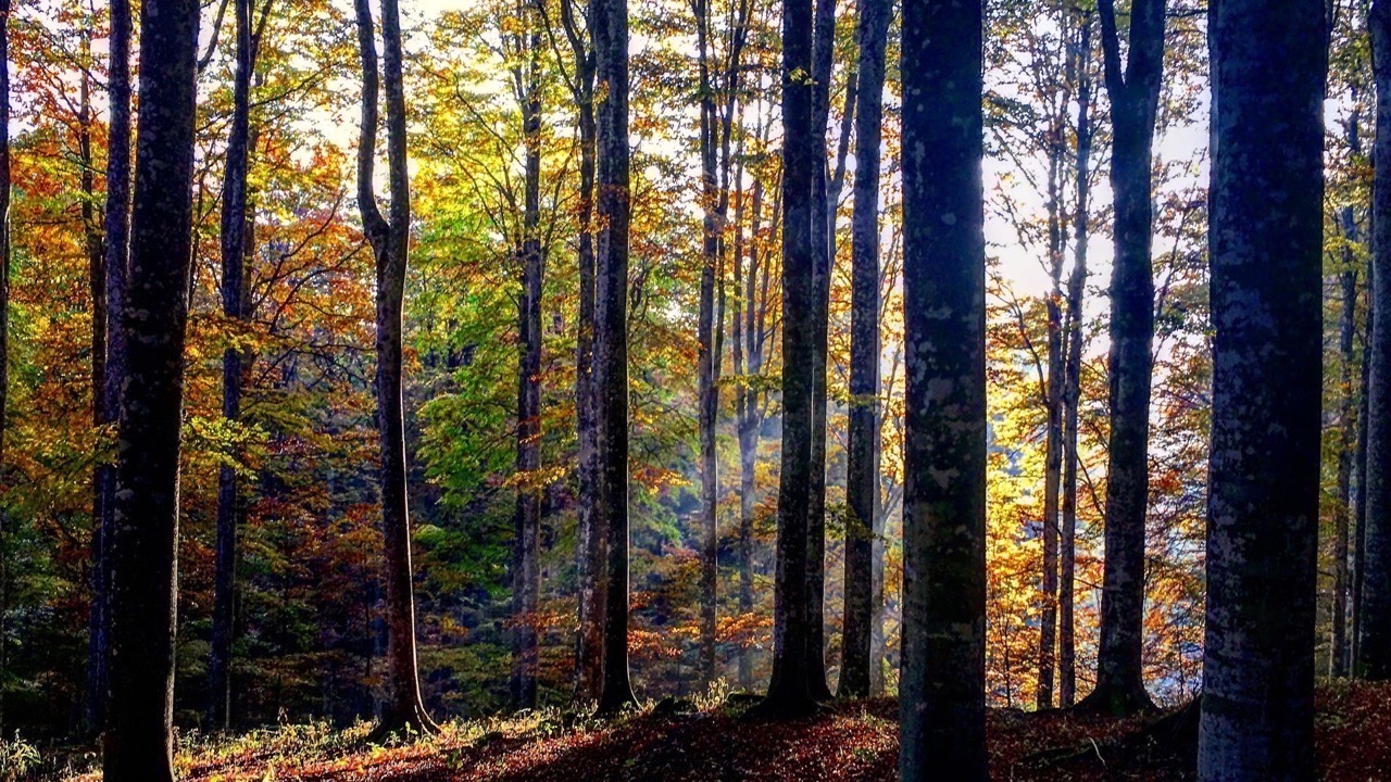 Foresta del Cansiglio