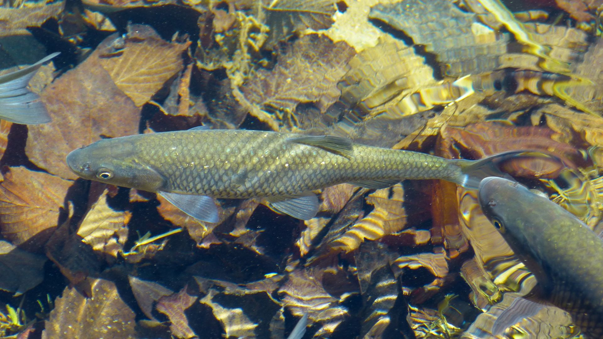 trota pesca sportiva