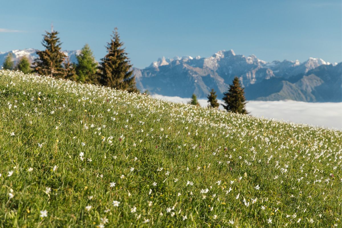 Fioritura dei narcisi a Col d'Artent